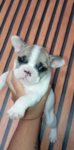 cachorro