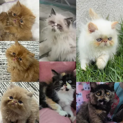 Persas, Exóticos e Himalaios Filhotes - Gatil BSB Cat