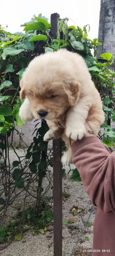Filhotes de Golden Retriever,. Excelente Linhagem