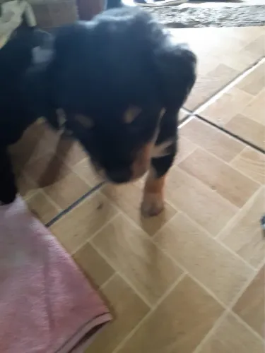 Doa-se filhote de cachorro