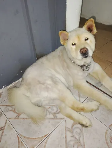 Chow Chow para Adoção