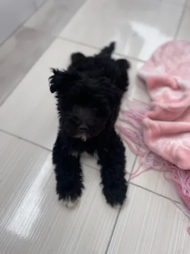 Cachorro