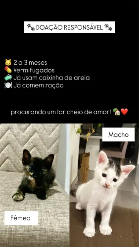 Doação de gatos 