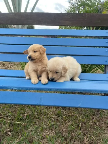 Filhote Golden Retriever, O amor verdadeiro vem com patas fofinhas!