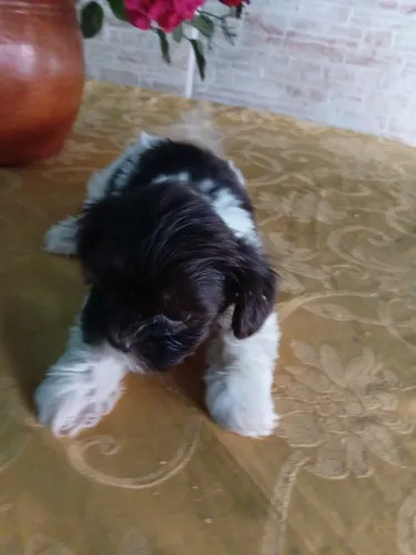 Filhotes de shiatsu macho 