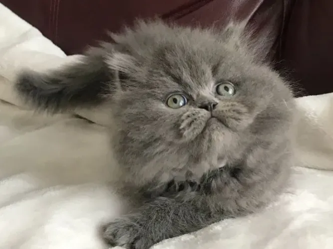 Vendo uma gata persa