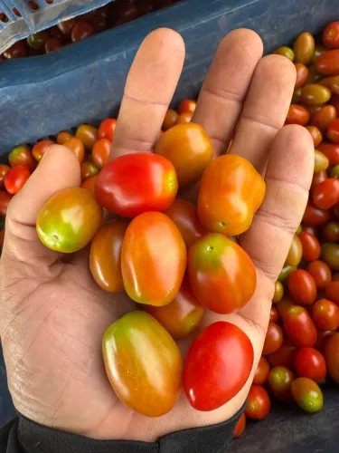 TOMATE CEREJA BANDEIJA 250 gramas 