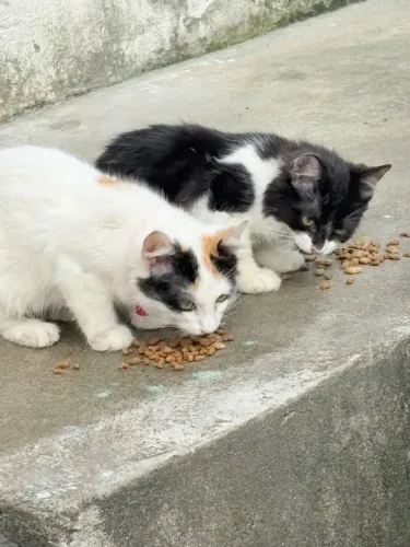Adoção 