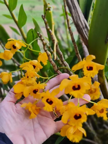 Orquídeas diversas 