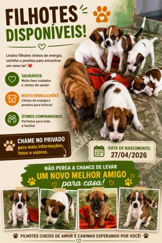 Adoção de cães 