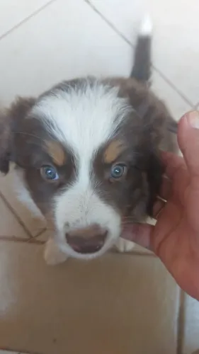 Filhotes de border collie.
