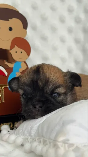Chihuahua seable