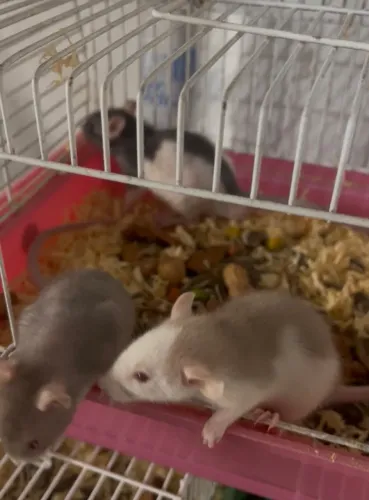 Rato Twister