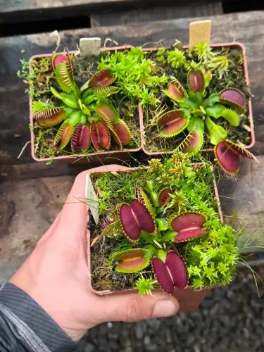Planta Carnivora Dionaea B52 Matriz