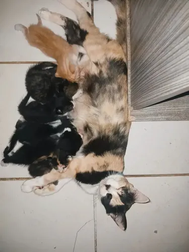 Gatos - Doação