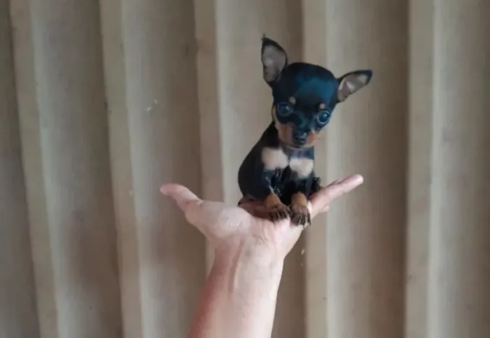 Pinscher Disponível - Filhote Encantador
