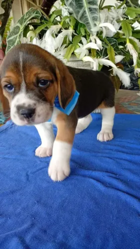 Beagle Tricolor 13 Polegadas