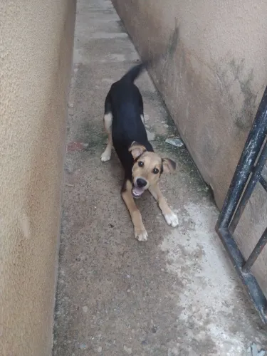 Doação de cachorro