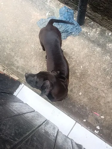 Doação Pitbull misturado com outra raça 