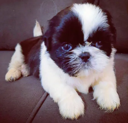 Filhote Shih Tzu *