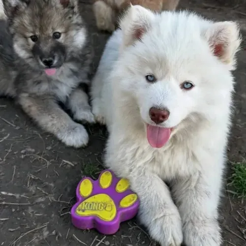 Filhotes de Husky Siberiano | Amor que faz companhia.