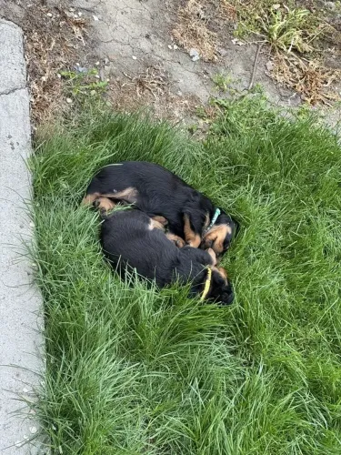 Rottweiler Doguinho que pode entrar na sua vida de um jeito especial