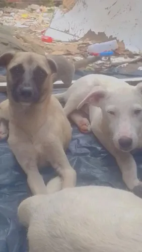 Dois cães