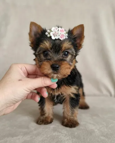 Yorkshire Mini Encantadora