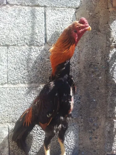 Pintinhos e franguinhos da raça indio nacional