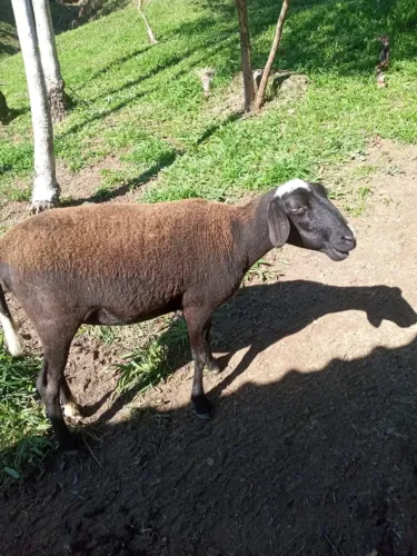 Ovelha Santa Inês