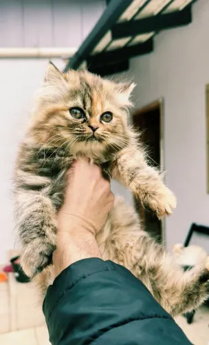 Gatos Persa Gatil Araranguá Sc Pedigree