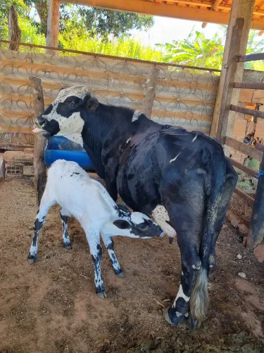 Mine vaca