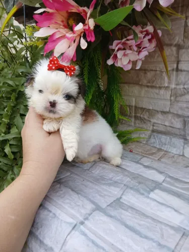 Shitzu fêmea minizinha lindíssima 