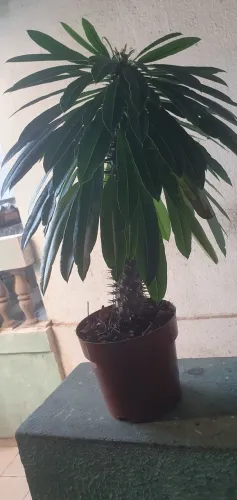 Plantas