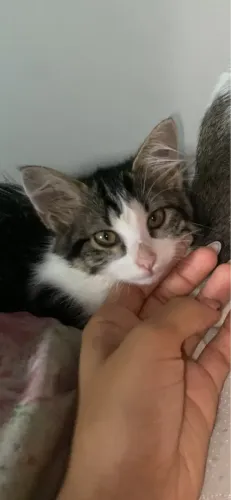 Doação gatinha