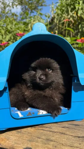 Spitz alemão macho