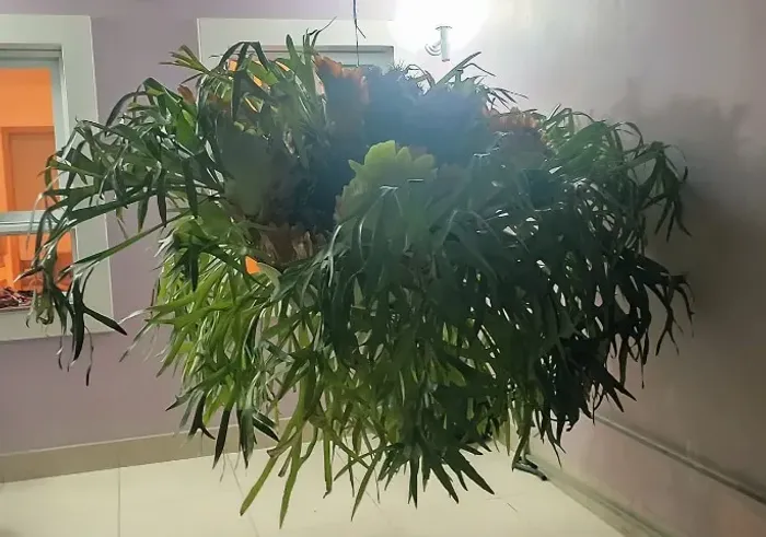 Planta Chifre de Veado