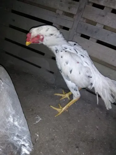 Galo Indio