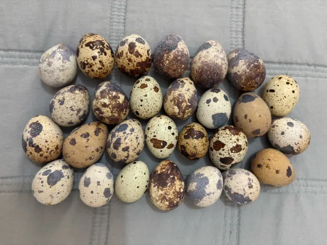 Ovos de codornas gigante galados