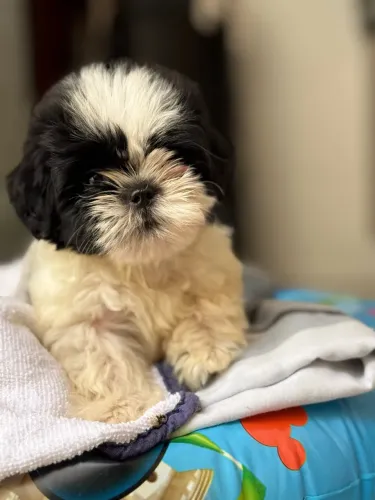 SHITZU MINI COM PEDIGREE | VENDA RÁPIDA