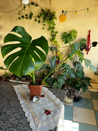 Planta Monstera Deliciosa (Costela de Adão) - Maravilhosa e Saudável