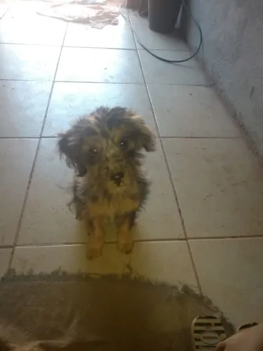 Filhote cachorro doação 