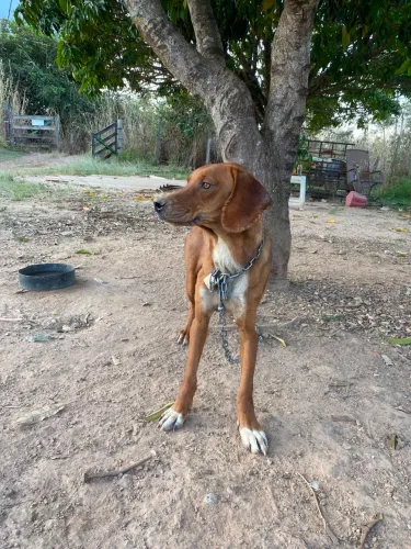 doa-se cachorro da raça americano