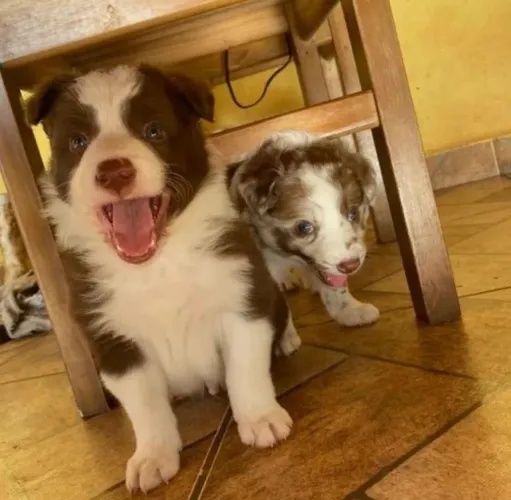 Border collie ¿ receba ainda hoje ! O valor top