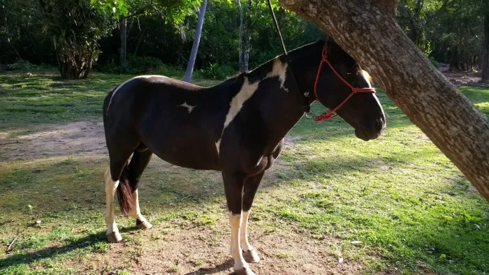 Cavalo Criolo Zaino Tobiano