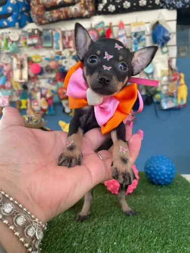 Filhote de Pinscher Miniatura com Laço Charmoso