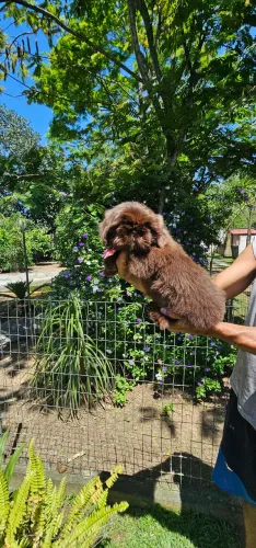Shih-tzu Super Fofo Macho