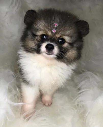Spitz alemão 