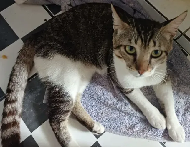 Doação gatos castrados vacinados vermifugados