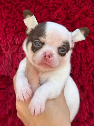 Chihuahua carinho e alegria em casa passo